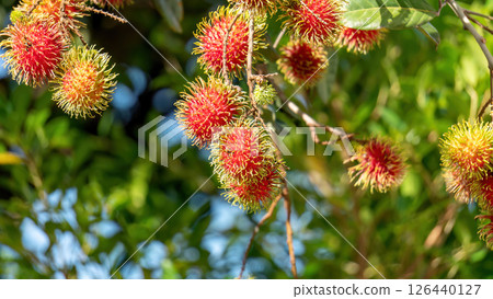 Red rambutan fruit hanging on a rambutan tree. Red rambutan fruit hanging on a rambutan tree. 126440127
