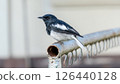 An oriental magpie robin bird in a garden. 126440128