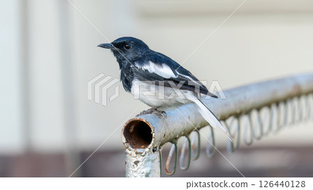 An oriental magpie robin bird in a garden. 126440128