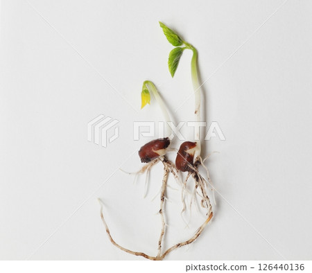 Adzuki bean germination status Adzuki bean germination status 126440136
