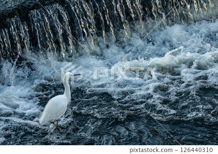 Little egret searching for food near the water 126440310