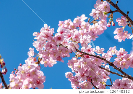 Kawazu櫻花在藍天 Kawazu櫻花在藍天 126440312