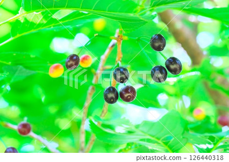 Ripe cherry fruit 126440318