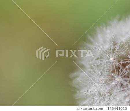 蒲公英在雨中絨毛 126441010