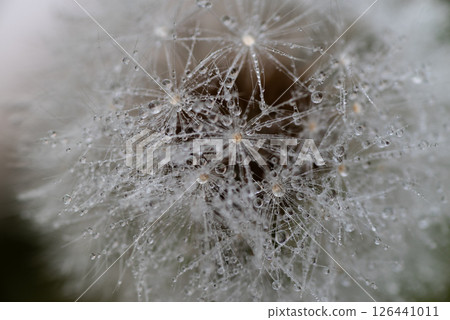 Dandelion fluff in the rain Dandelion fluff in the rain 126441011
