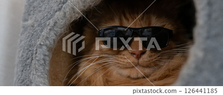 戴著太陽眼鏡的可愛貓咪棕色虎斑貓 126441185