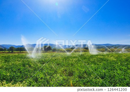 Rural farmland irrigation with sprinkler system 126441200