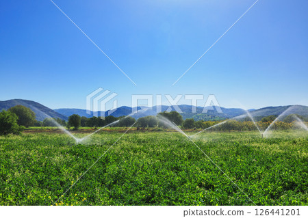 Automated sprinkler irrigation system watering green farmland under clear summer sky in rural valley Automated sprinkler irrigation system watering green farmland under clear summer sky in rural valley 126441201