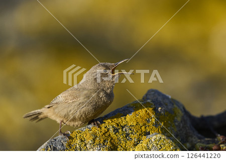 Cobb's Wren Cobb's Wren 126441220