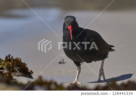 Blackish Oystercatcher foraging for food Blackish Oystercatcher foraging for food 126441334