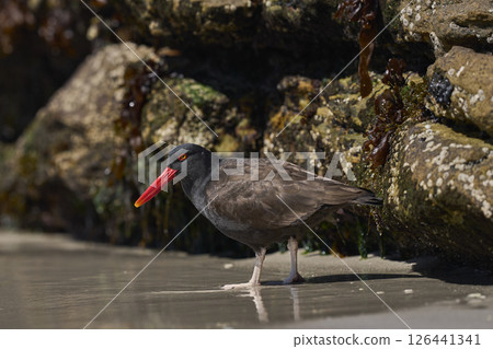 Blackish Oystercatcher foraging for food Blackish Oystercatcher foraging for food 126441341
