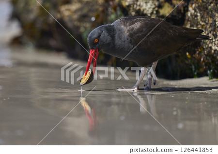 Blackish Oystercatcher eating a limpet 126441853