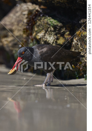 Blackish Oystercatcher eating a limpet 126441854