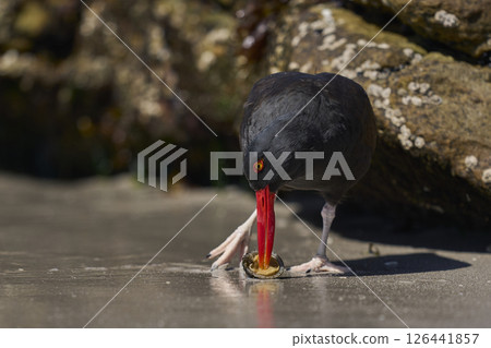 Blackish Oystercatcher eating a limpet 126441857