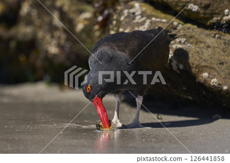 Blackish Oystercatcher eating a limpet Blackish Oystercatcher eating a limpet 126441858