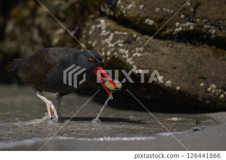 Blackish Oystercatcher eating a limpet 126441866
