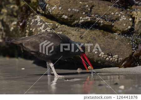 Blackish Oystercatcher eating a limpet Blackish Oystercatcher eating a limpet 126441876