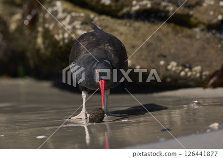 Blackish Oystercatcher eating a limpet 126441877