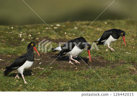 Magellanic Oystercatchers displaying Magellanic Oystercatchers displaying 126442015