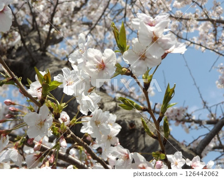 Beautifully blooming cherry blossoms at the Kojima Flower Garden 126442062