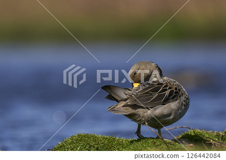 Speckled Teal 126442084