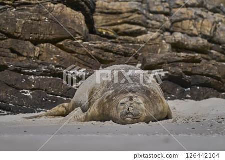 Female Southern Elephant Seal 126442104