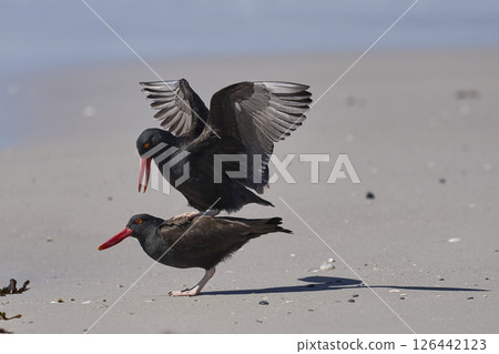 Blackish Oystercatchers mating Blackish Oystercatchers mating 126442123