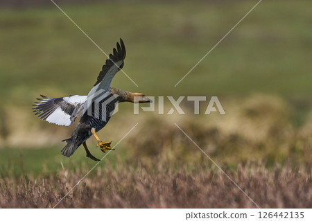 Upland Geese in flight 126442135