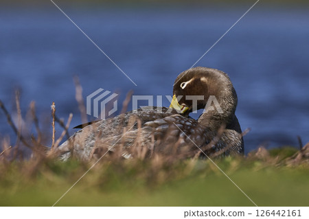 Female Falkland Steamer Duck Female Falkland Steamer Duck 126442161