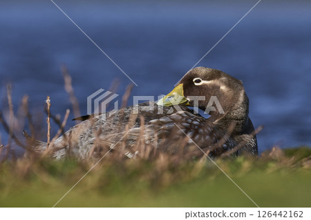 Female Falkland Steamer Duck 126442162