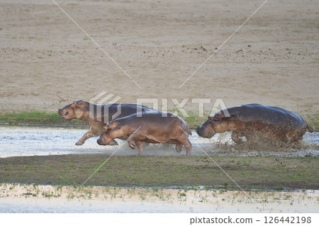 Hippo chase 126442198