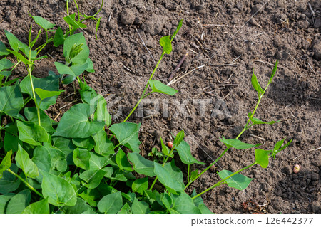 Field bindweed or Convolvulus arvensis European bindweed Creeping Jenny Possession vine herbaceous perennial plant with open and closed white flowers surrounded with dense green leaves 126442377