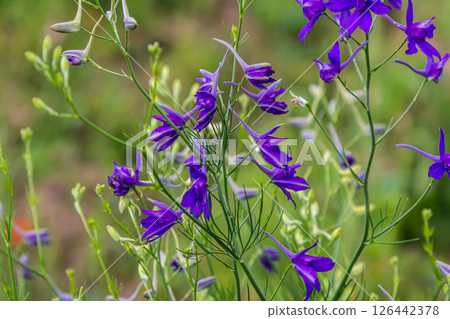 macro flowers of purple field delphinium, consolida, beautiful flowers, botany macro flowers of purple field delphinium, consolida, beautiful flowers, botany 126442378