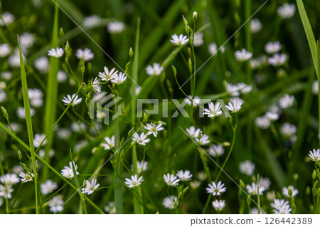 White blossoms of the longleaf bird's eye Stellaria longifolia 126442389