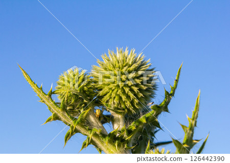 In the wild, the honey plant echinops sphaerocephalus blooms 126442390