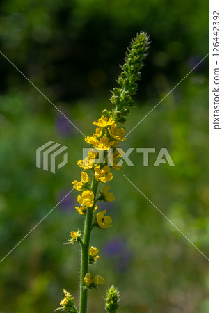 Summer in the wild among wild grasses is blooming agrimonia eupatoria.Medicinal plant 126442392