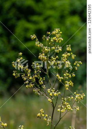 Thalictrum minus, Lesser Meadow-Rue. Wild plant shot in summer Thalictrum minus, Lesser Meadow-Rue. Wild plant shot in summer 126442395