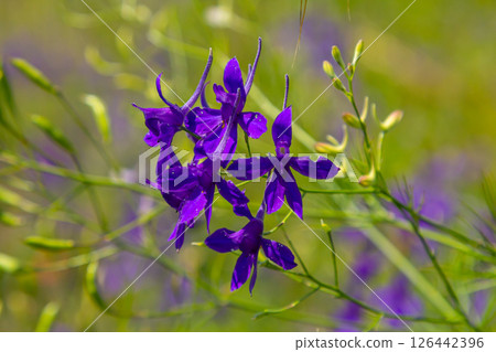 macro flowers of purple field delphinium, consolida, beautiful flowers, botany macro flowers of purple field delphinium, consolida, beautiful flowers, botany 126442396