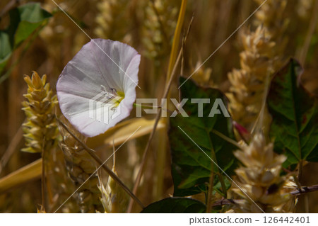 Field bindweed or Convolvulus arvensis European bindweed Creeping Jenny Possession vine herbaceous perennial plant with open and closed white flowers surrounded with dense green leaves Field bindweed or Convolvulus arvensis European bindweed Creeping Jenny Possession vine herbaceous perennial plant with open and closed white flowers surrounded with dense green leaves 126442401