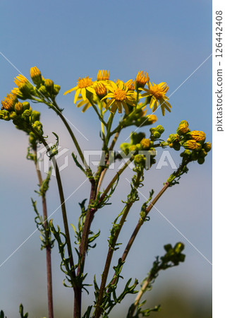 Wild plant Jacobaea vulgaris in the forest meadow. Known as ragwort, stinking Willie or tansy ragwort. Yellow delicate flower on a green background Wild plant Jacobaea vulgaris in the forest meadow. Known as ragwort, stinking Willie or tansy ragwort. Yellow delicate flower on a green background 126442408