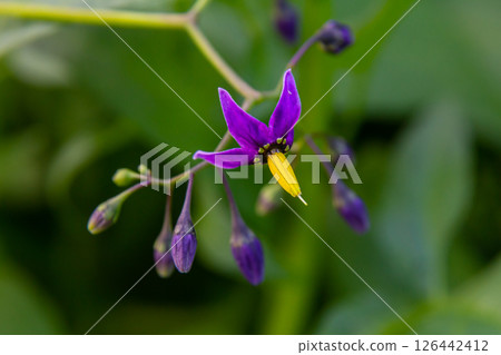 Bittersweet nightshade Solanum dulcamara flowers and buds with leaves. Place for text 126442412