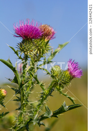 The bright purple flower of the carduus acanthoides, known as the spiny plumeless thistle, welted thistle, or plumeless thistle in front of the dark forest background 126442421