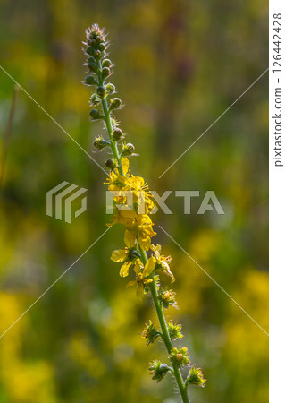 Summer in the wild among wild grasses is blooming agrimonia eupatoria.Medicinal plant Summer in the wild among wild grasses is blooming agrimonia eupatoria.Medicinal plant 126442428