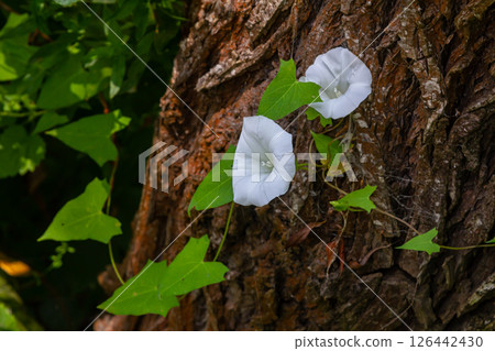Field bindweed or Convolvulus arvensis European bindweed Creeping Jenny Possession vine herbaceous perennial plant with open and closed white flowers surrounded with dense green leaves Field bindweed or Convolvulus arvensis European bindweed Creeping Jenny Possession vine herbaceous perennial plant with open and closed white flowers surrounded with dense green leaves 126442430