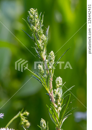 Artemisia vulgaris common mugwort allergen flowering Artemisia vulgaris common mugwort allergen flowering 126442431