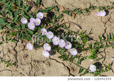 Field bindweed or Convolvulus arvensis European bindweed Creeping Jenny Possession vine herbaceous perennial plant with open and closed white flowers surrounded with dense green leaves 126442434