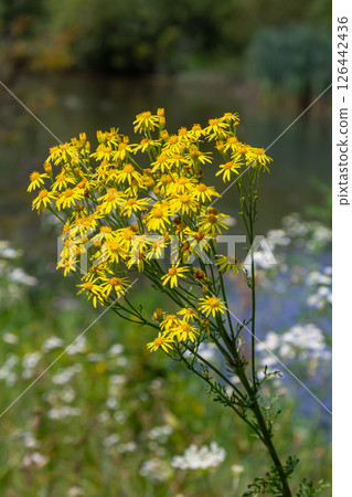Wild plant Jacobaea vulgaris in the forest meadow. Known as ragwort, stinking Willie or tansy ragwort. Yellow delicate flower on a green background 126442436