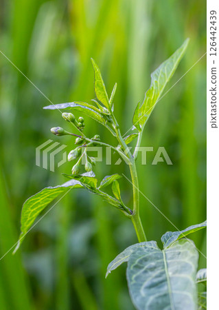 Bittersweet nightshade Solanum dulcamara flowers and buds with leaves. Place for text Bittersweet nightshade Solanum dulcamara flowers and buds with leaves. Place for text 126442439