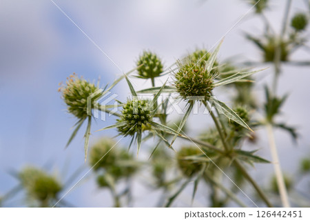 In the wild grows a thistle Eryngium Campestre, known as field eryngo. It is a species of Eryngium, which is used medicinally In the wild grows a thistle Eryngium Campestre, known as field eryngo. It is a species of Eryngium, which is used medicinally 126442451