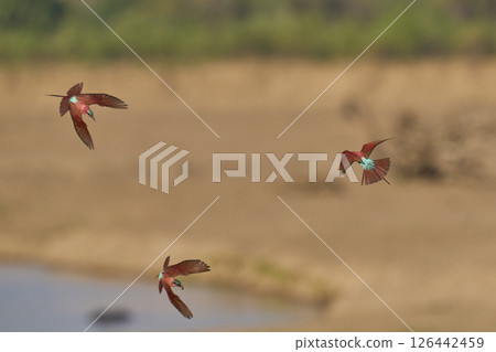Southern Carmine Bee-eater in flight Southern Carmine Bee-eater in flight 126442459